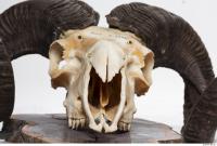 mouflon skull 0002